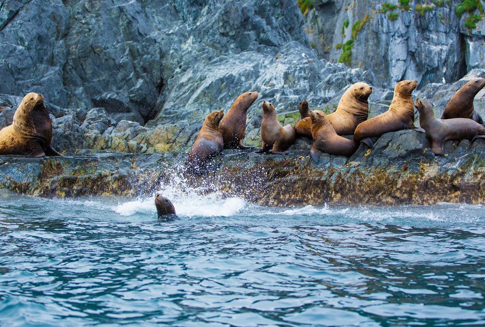 В гостях у сивучей