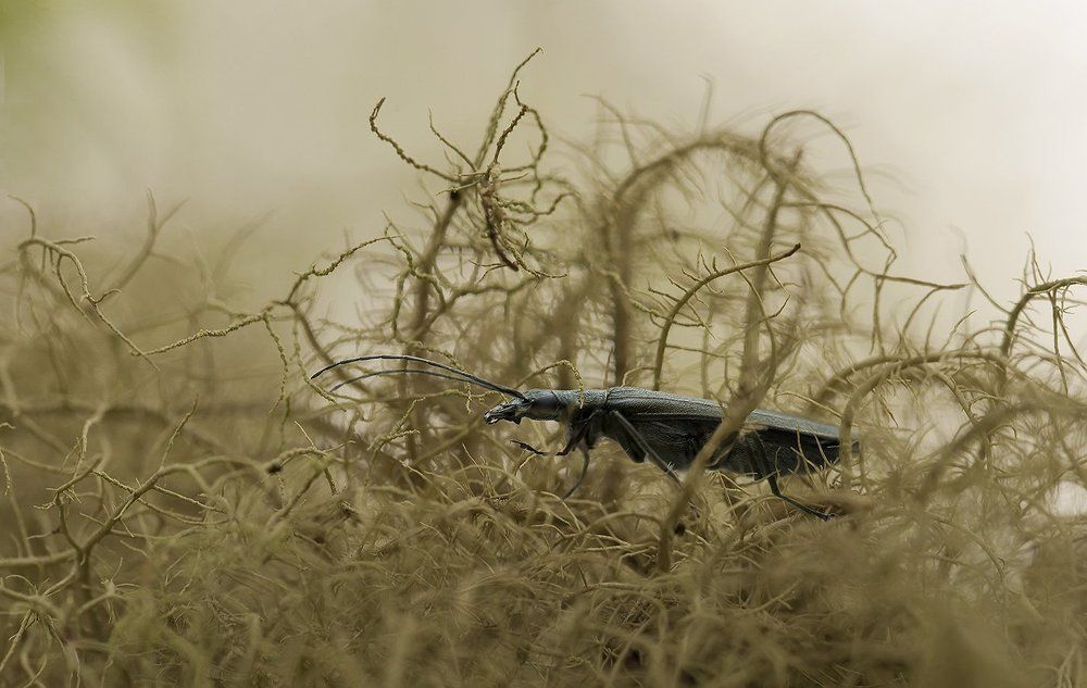 В сказочном лесу