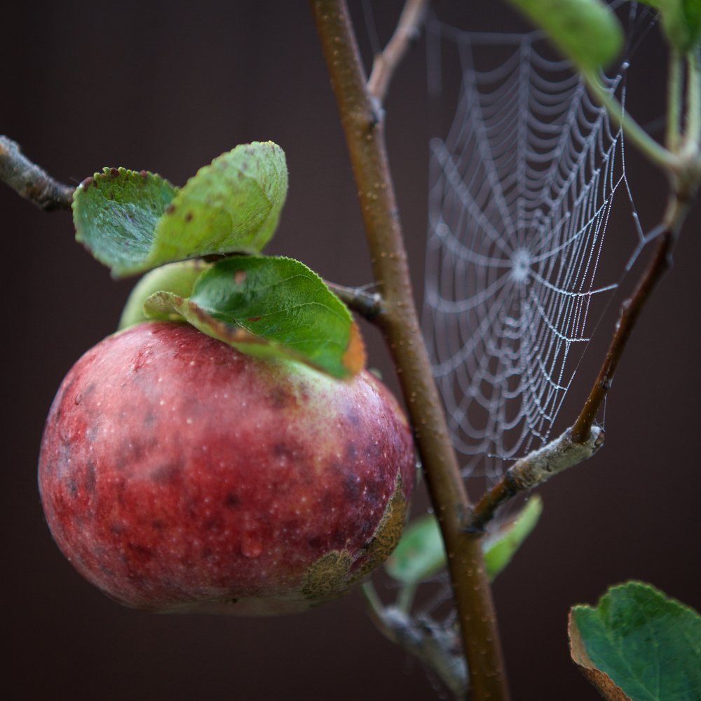 яблоня болеет...