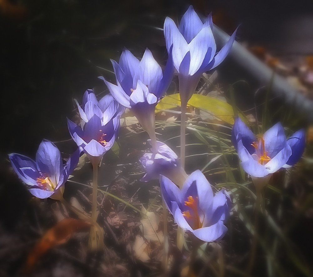 Осенние крокусы