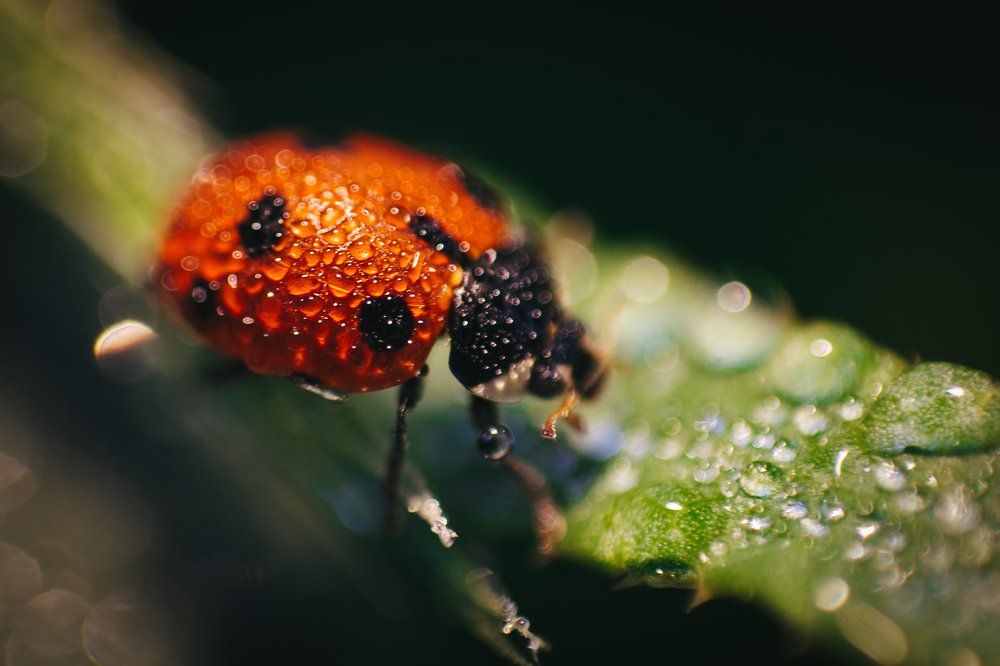 Водные процедуры