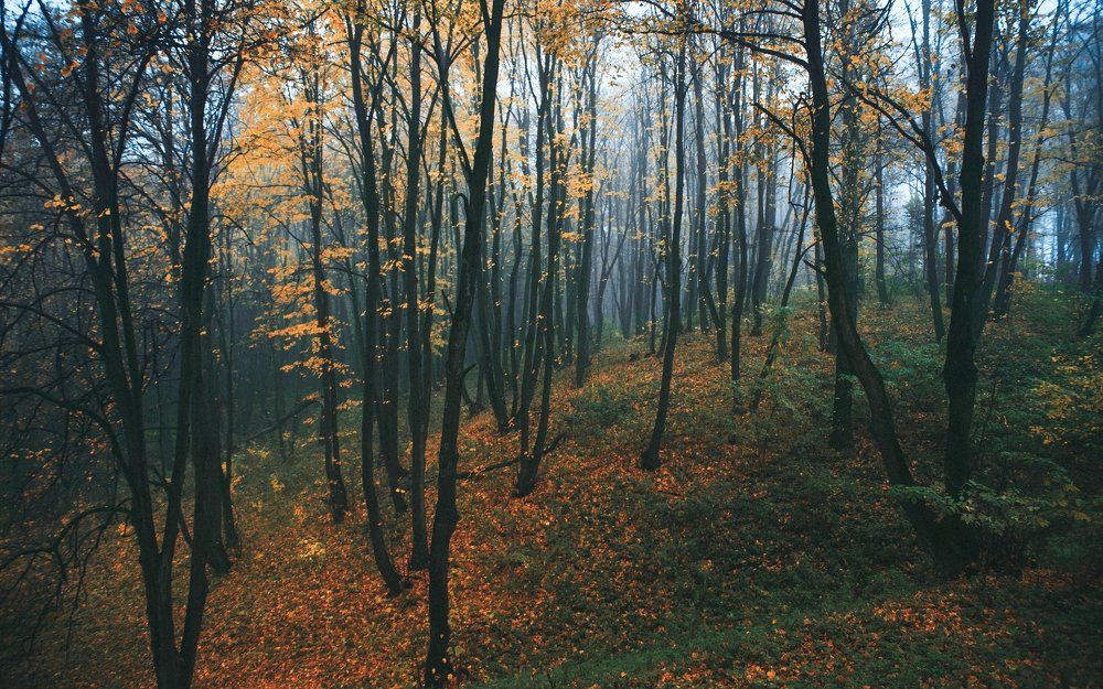 осенний лес