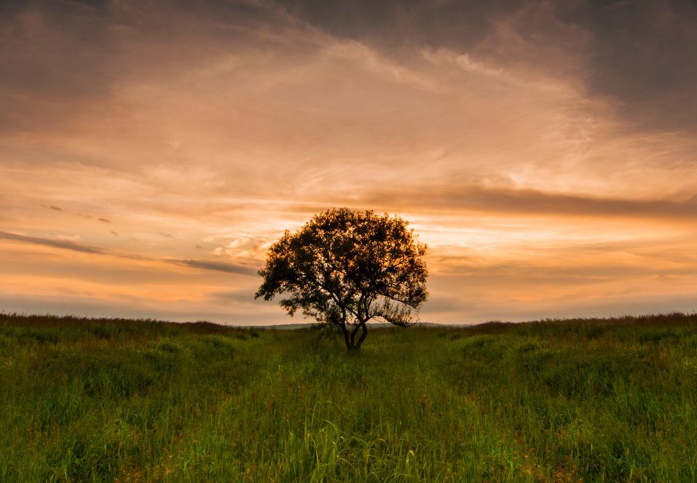 Пленник полей