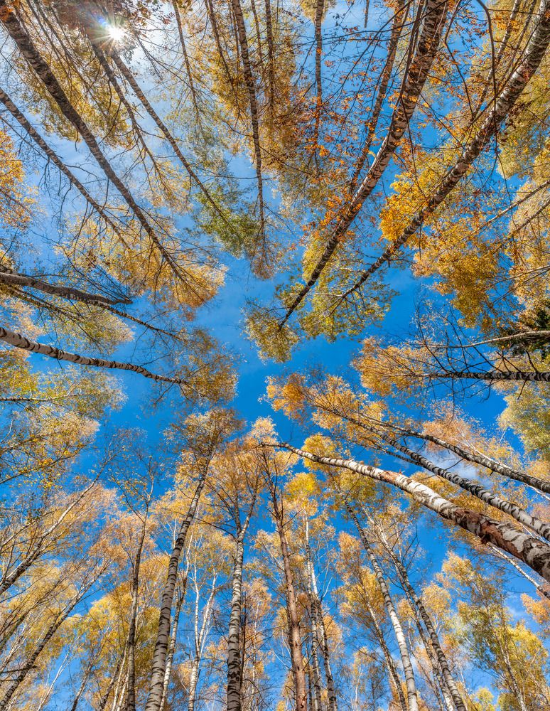 Полет в осень