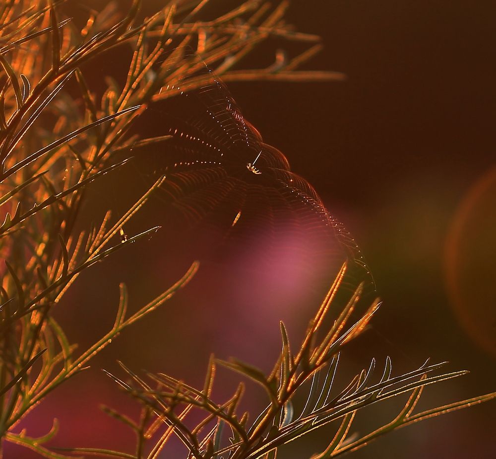 В свете заката