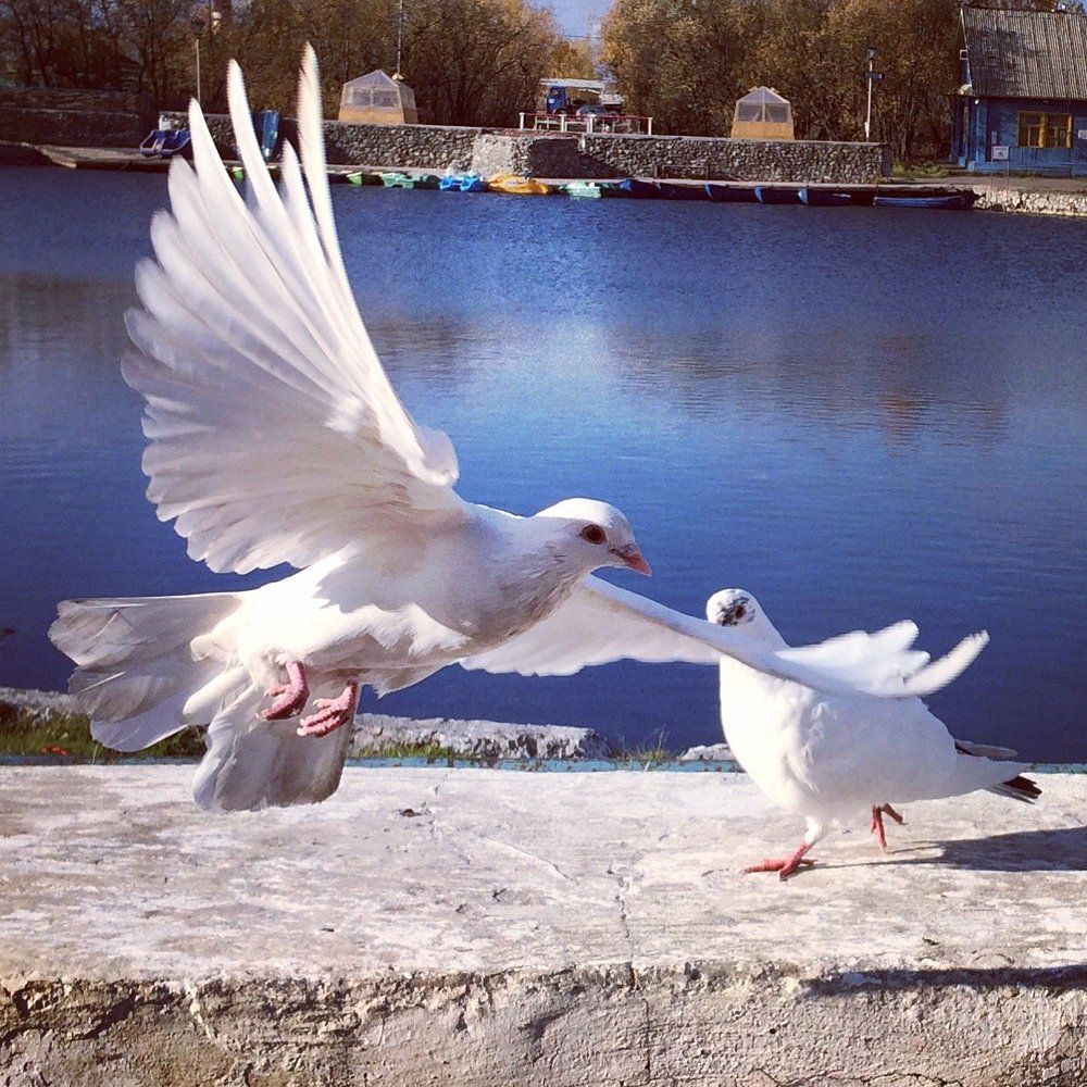 Fly
