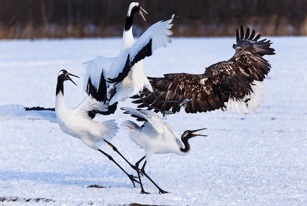 Битва пернатых