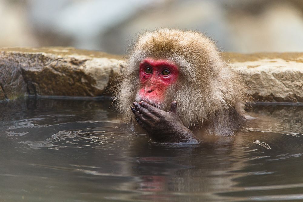 SPA для обезьянок