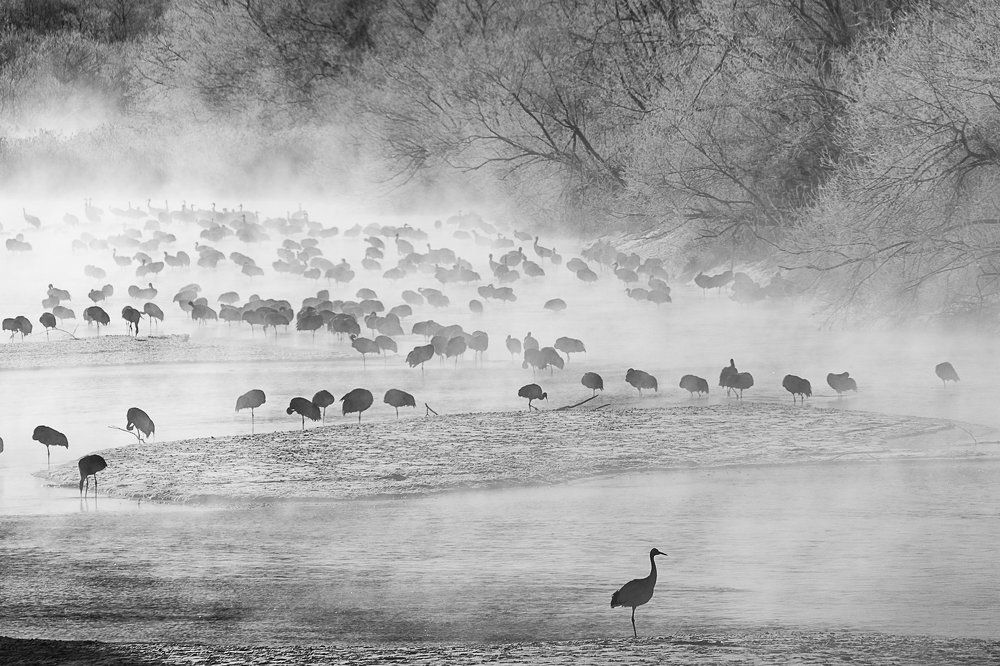 Рассвет над журавлиной заводью