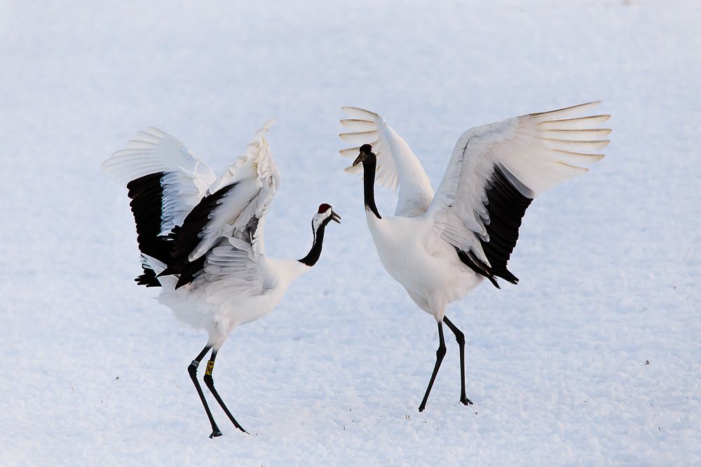 Журавли о. Хоккайдо
