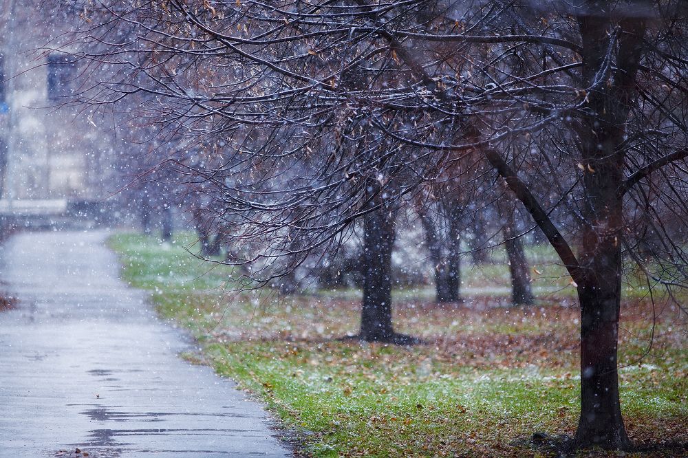 Первый снег в парке Леонида Гаркавого