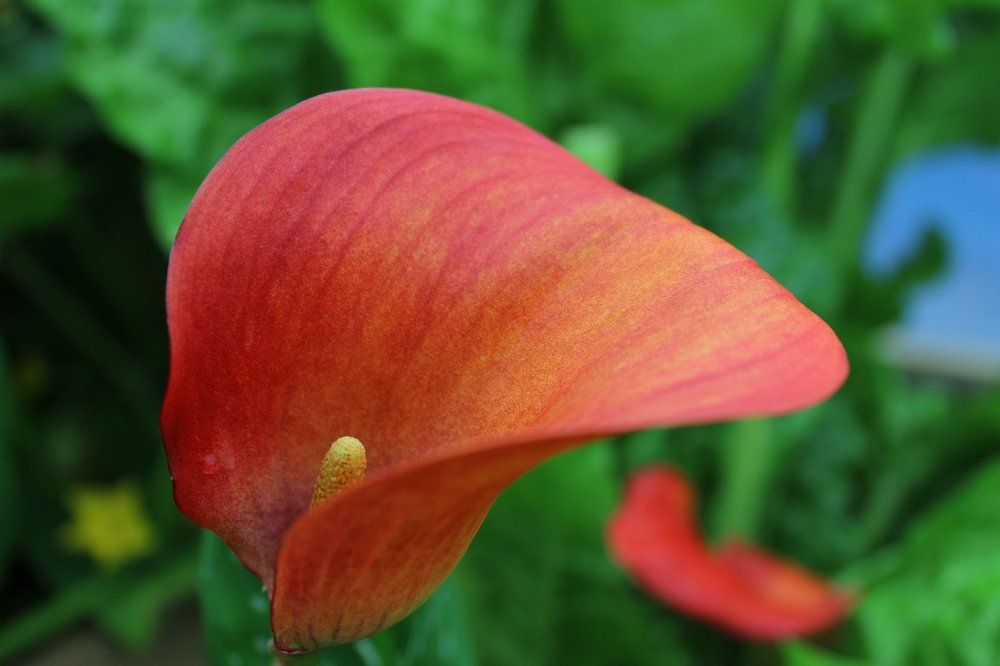 Calla Lilly