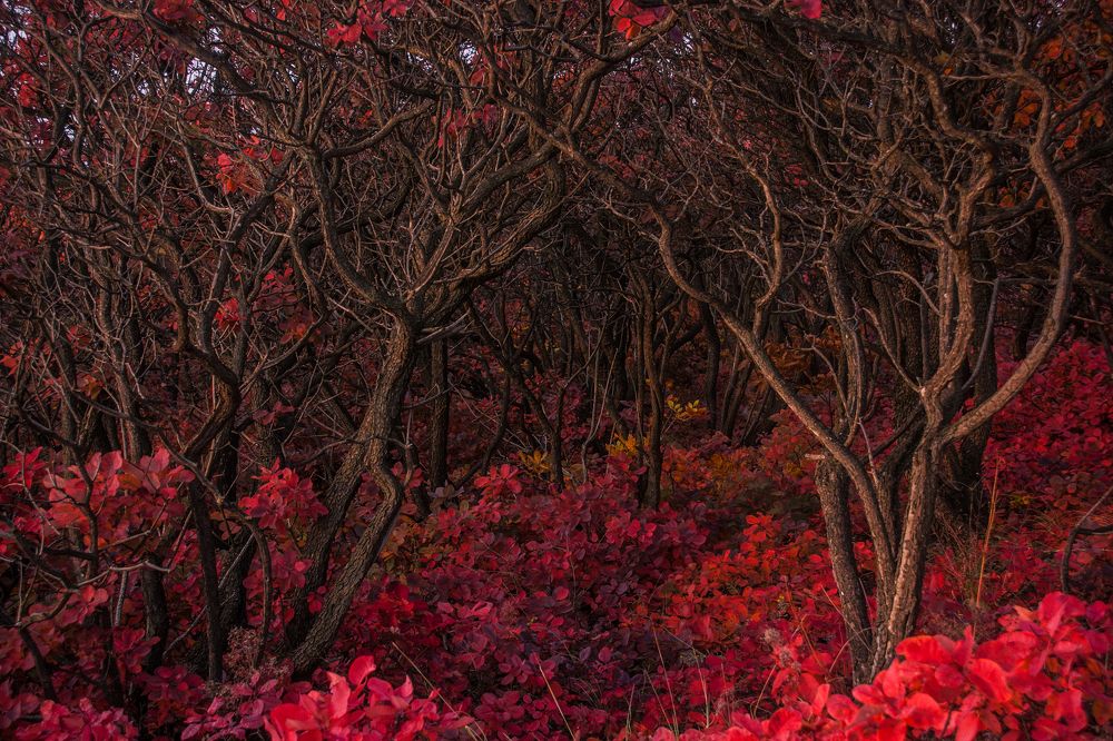 Хитросплетения