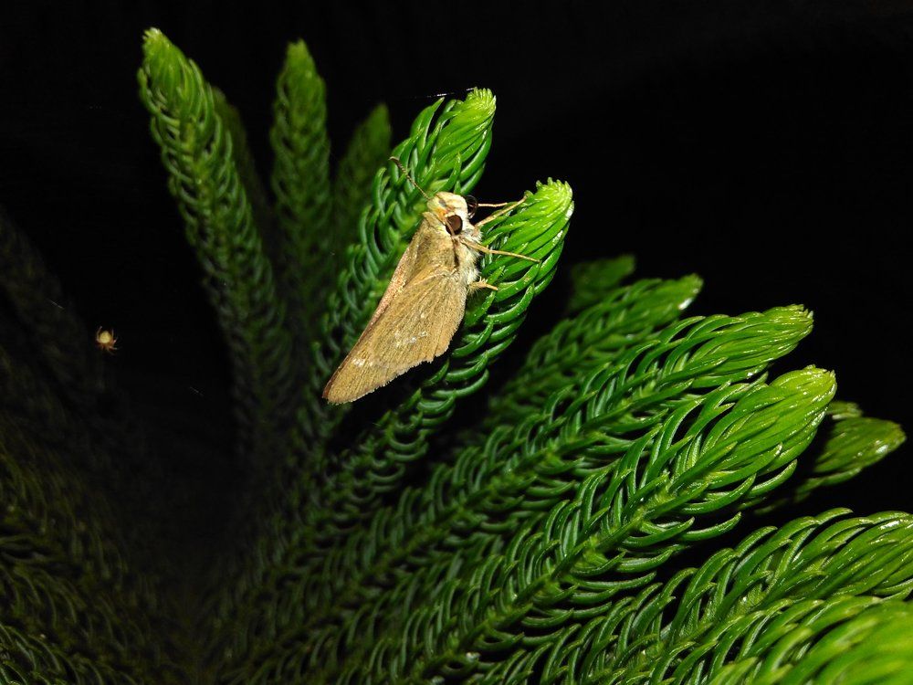 an insect