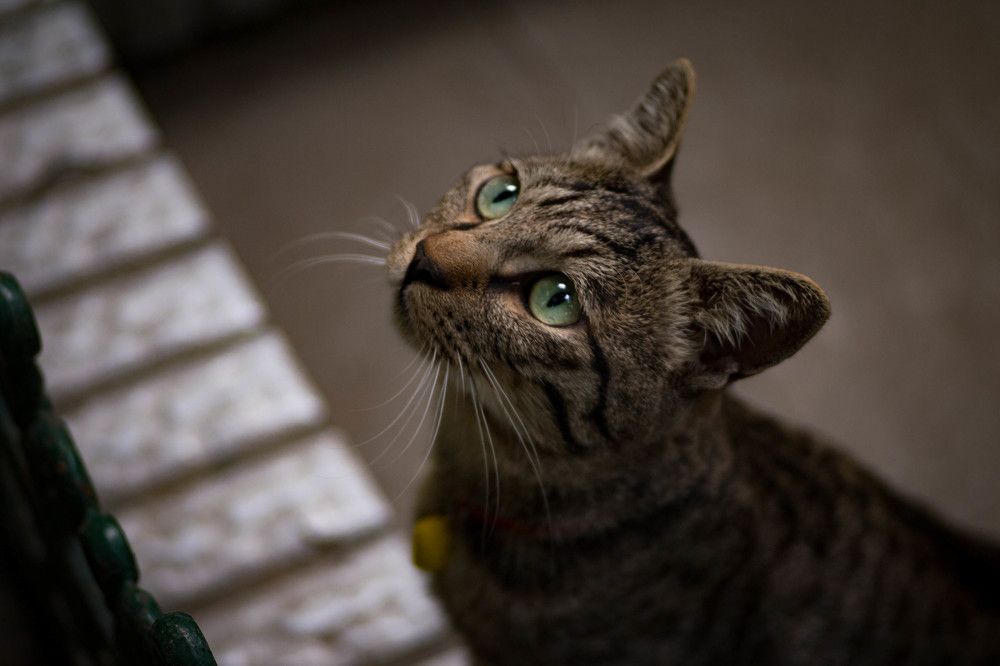 猎猫/Hunting cat