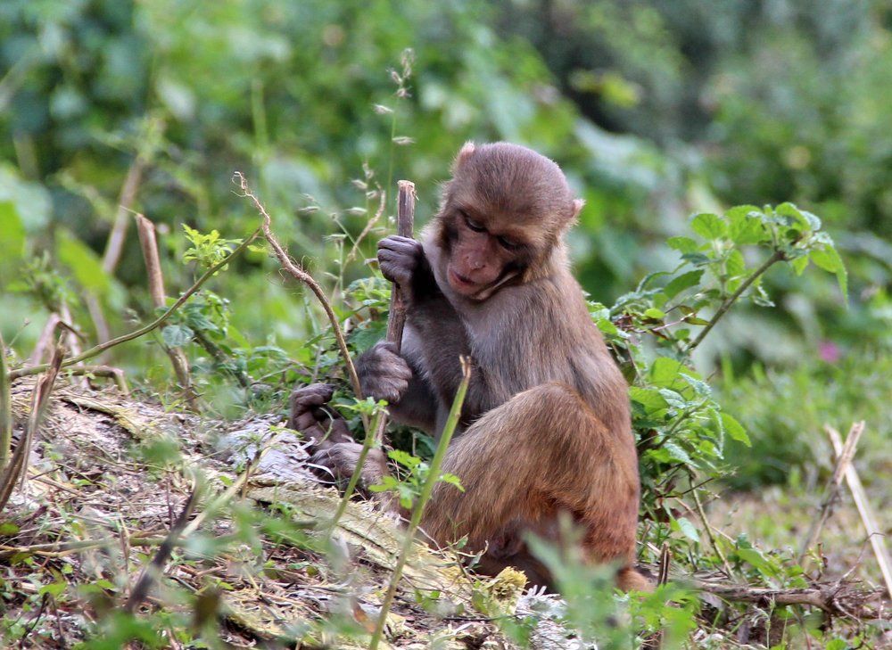 храмовые обезьяны