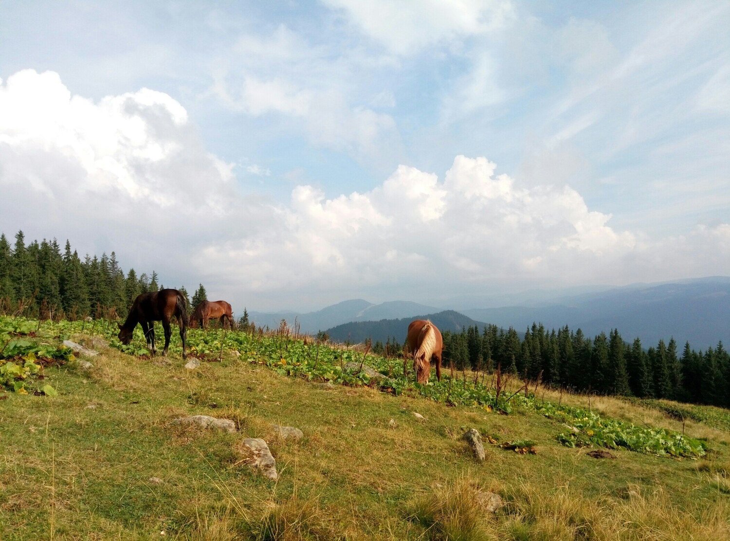 Карпаты