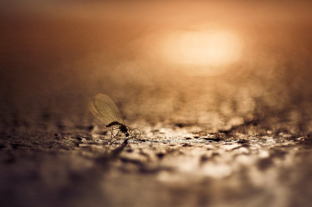 Солнечный удар