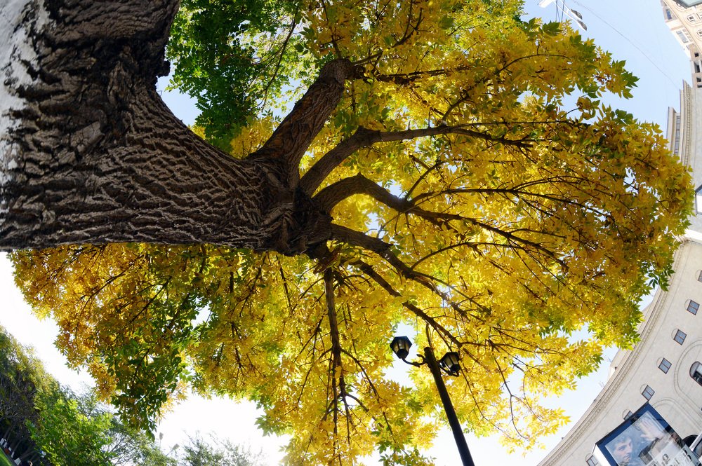 Дыхание каменного города