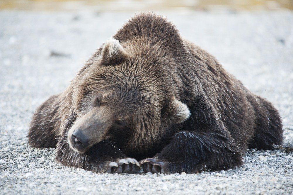 Спящий красавец