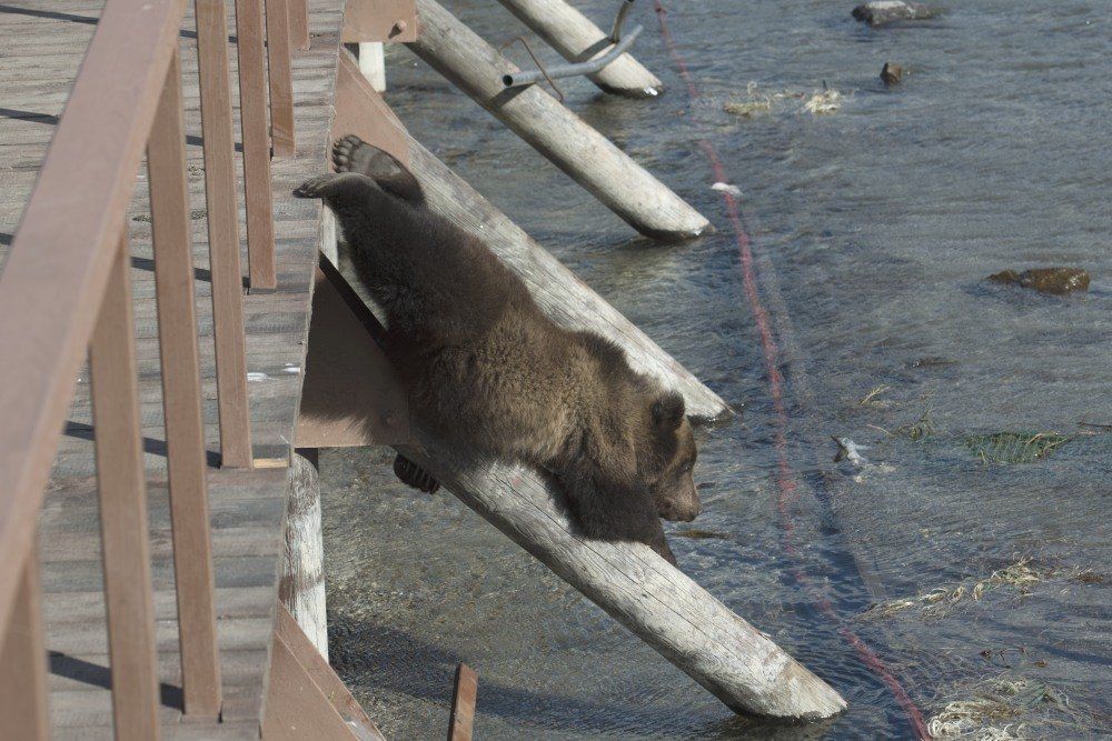 Лифт для косолапика