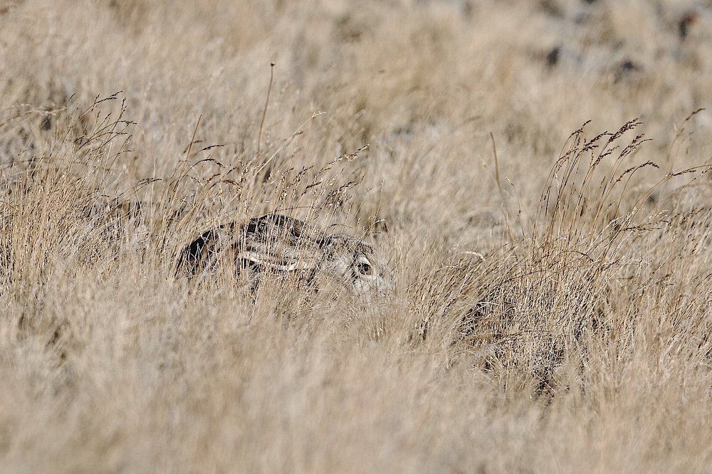 Чтобы выжить...