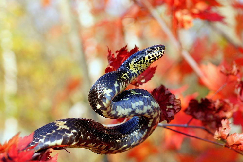 Амурский полоз.