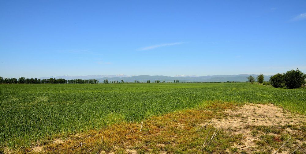 Pastoral fields