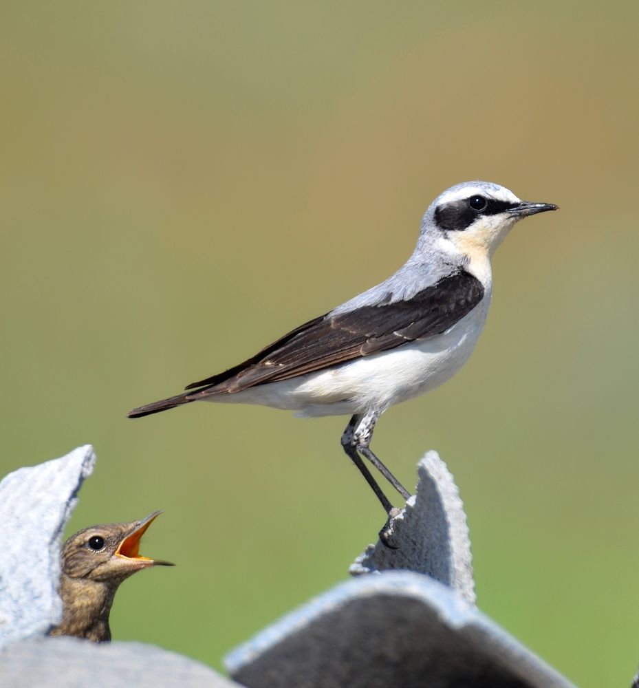 Папа не улетай!