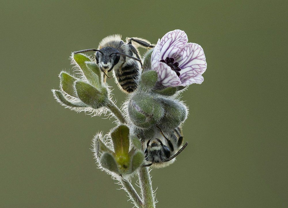 Просыпайся подруга