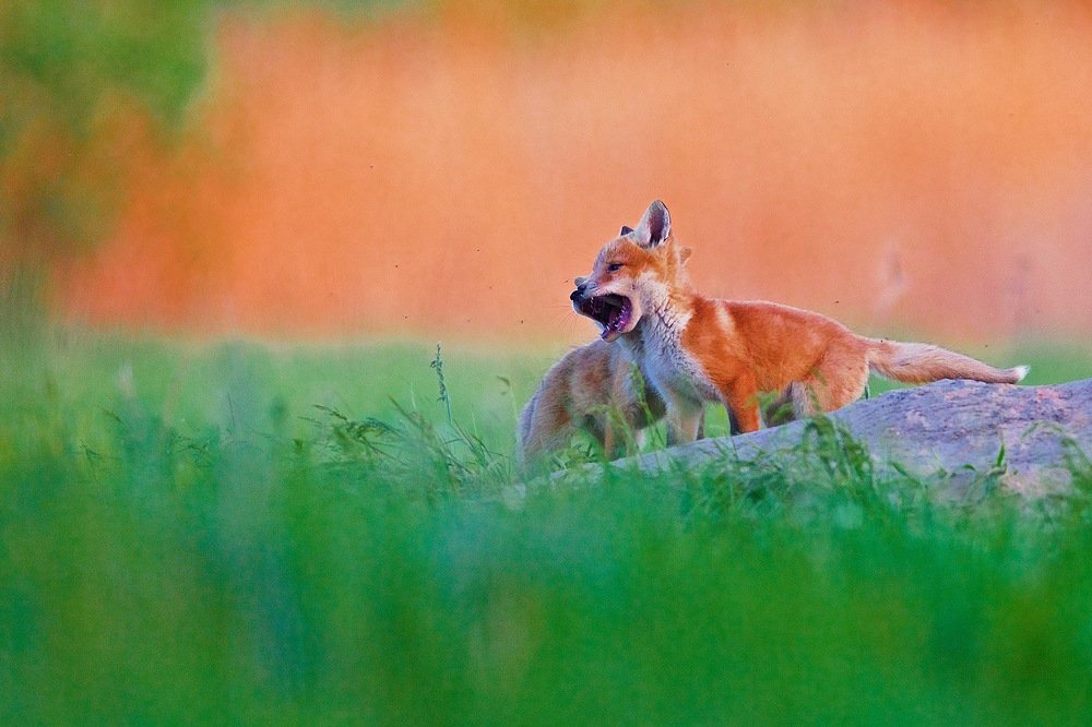 одной крови