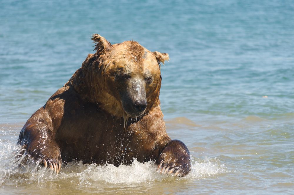 Матерый рыбак