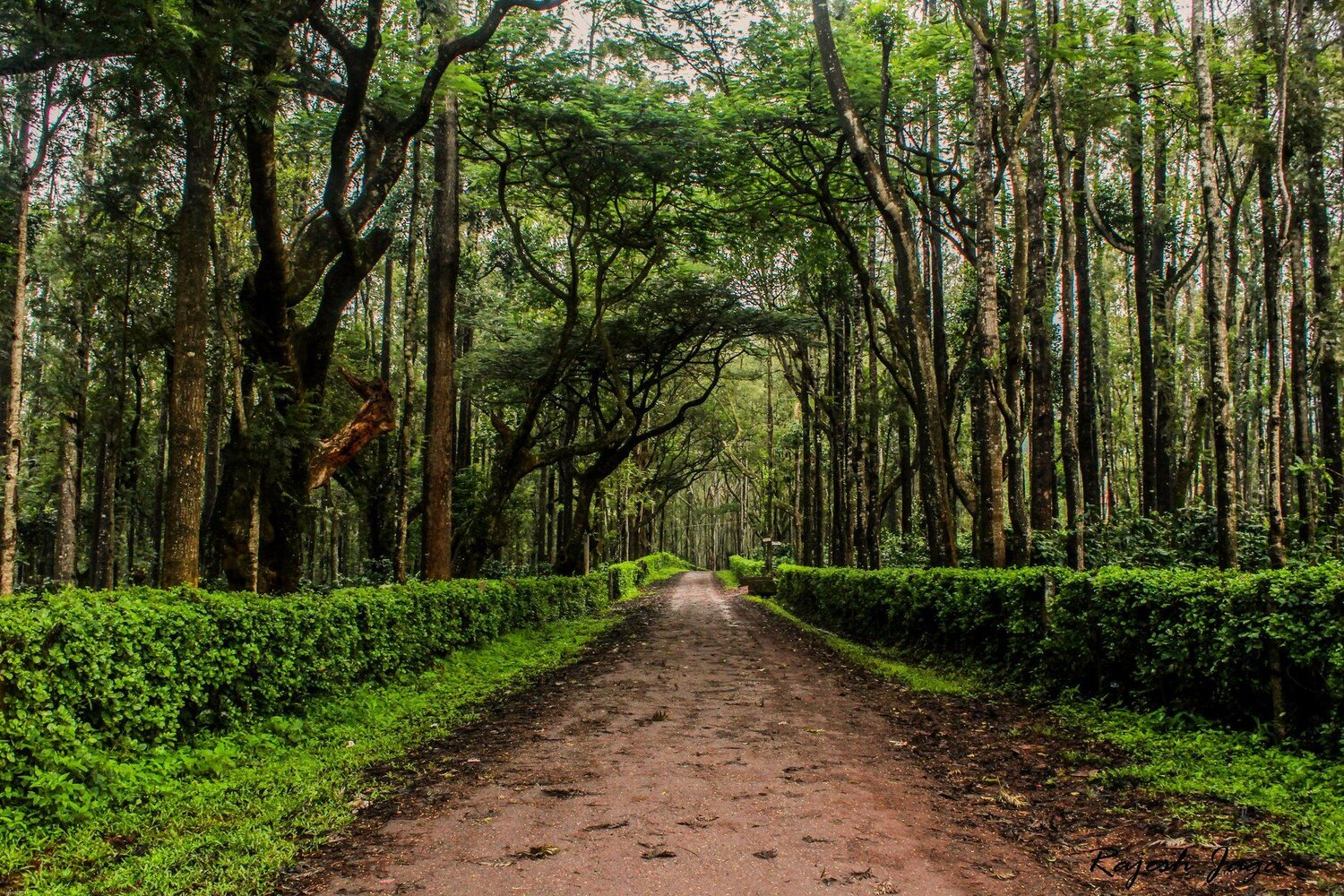 Into the woods