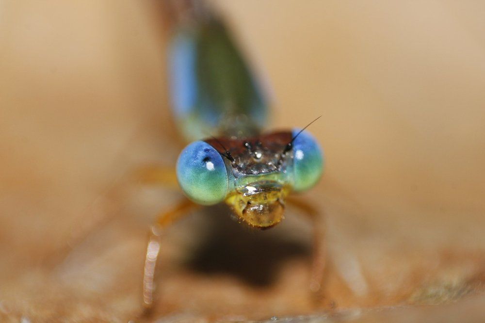 Blue Eyes