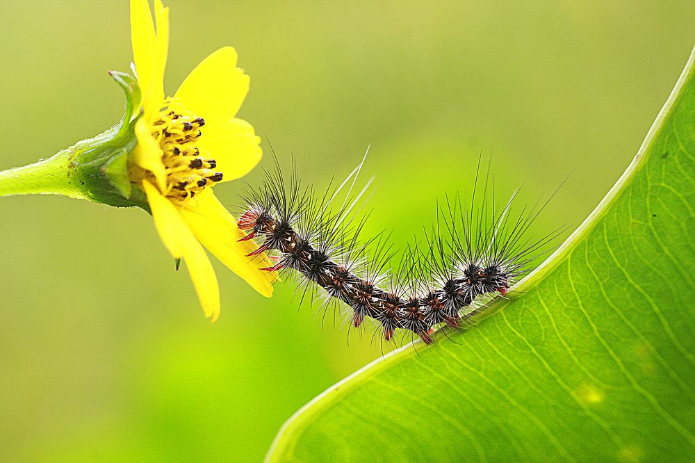 caterpillar