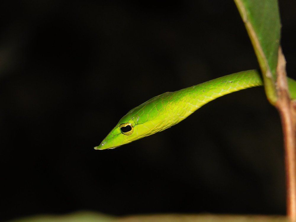 Vine snake