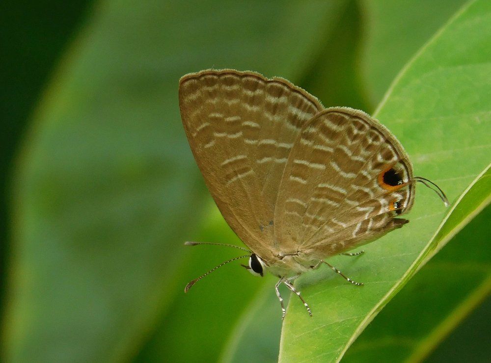 common cerulean butterfly