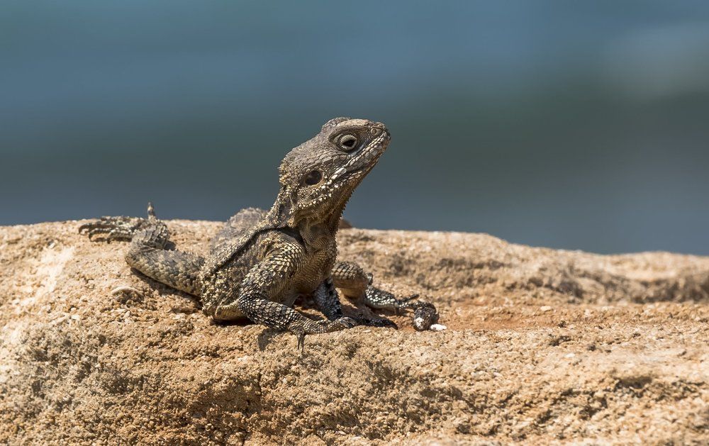 Портрет ящерицы