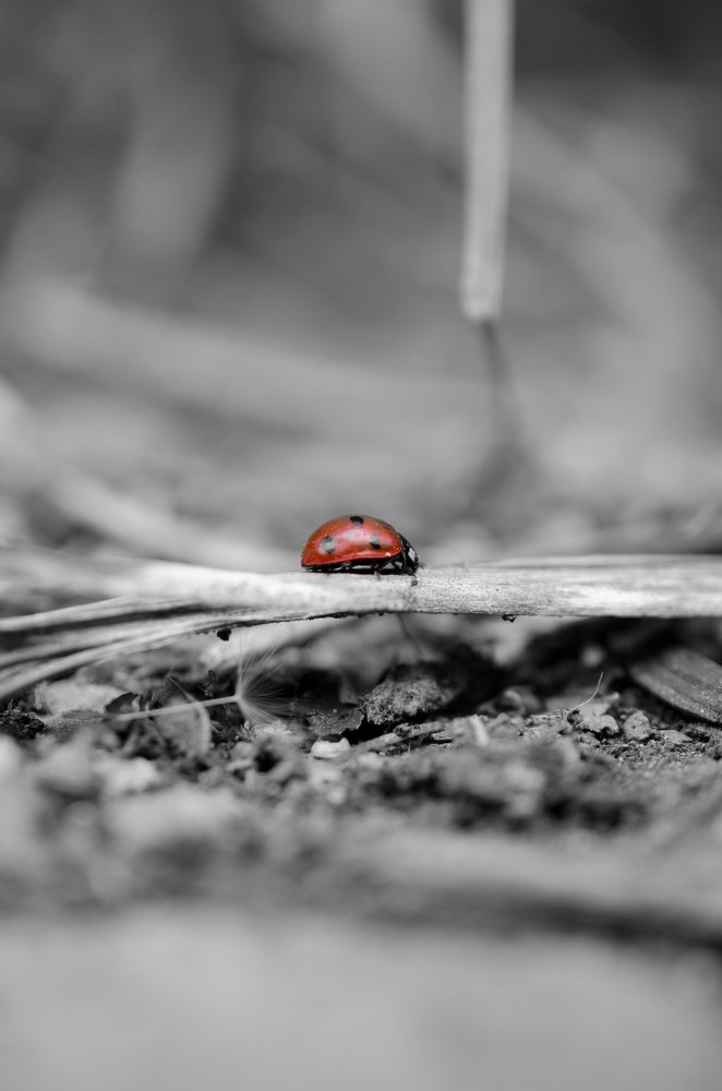 Одна в лесу