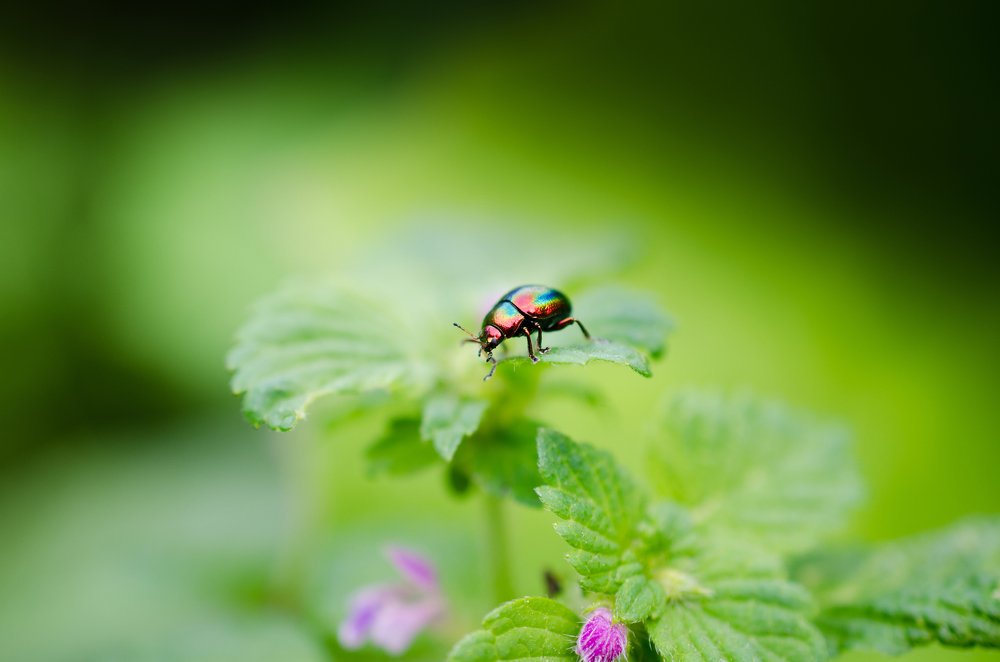 Топ,топ,топает жучок