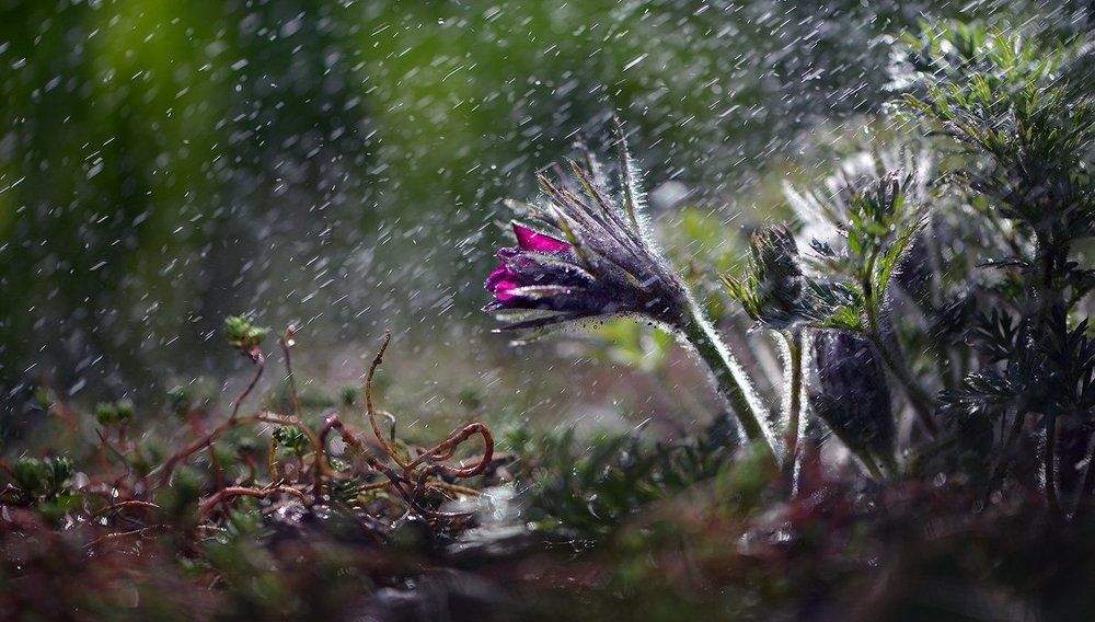 Капли весны