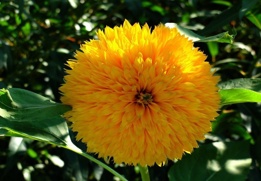 yellow flower
