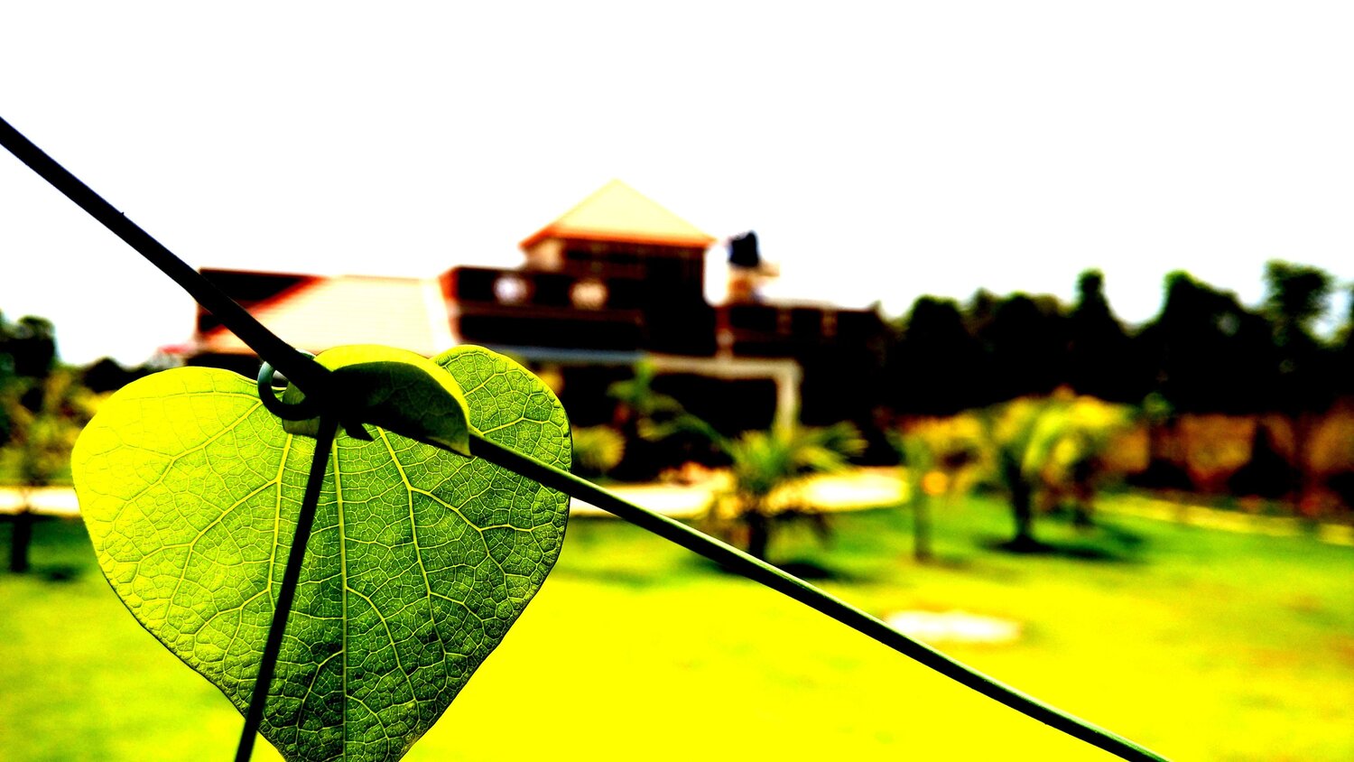 nature
