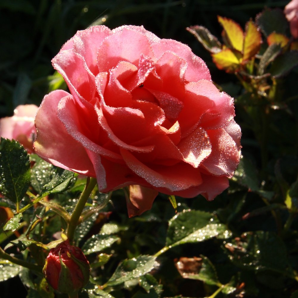 макросъемка