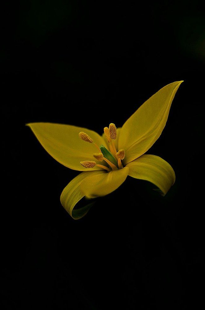 Полёт бабочки