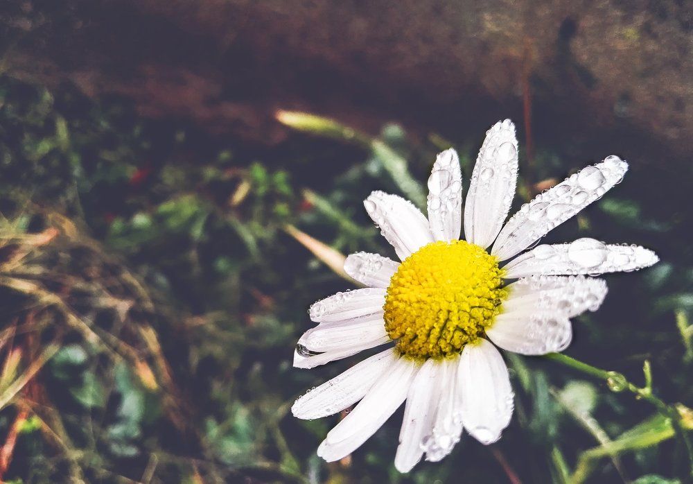 Сhamomile.