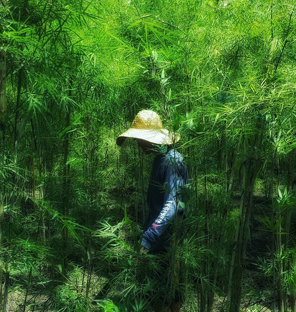Bamboo Man