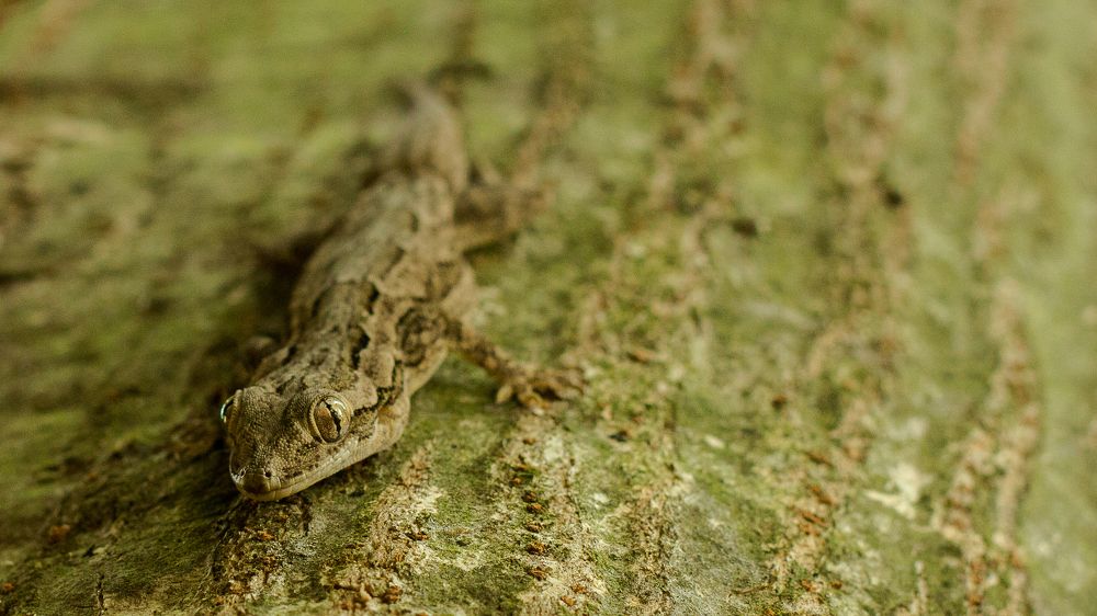 Perfect Camouflage of Bark Gecko