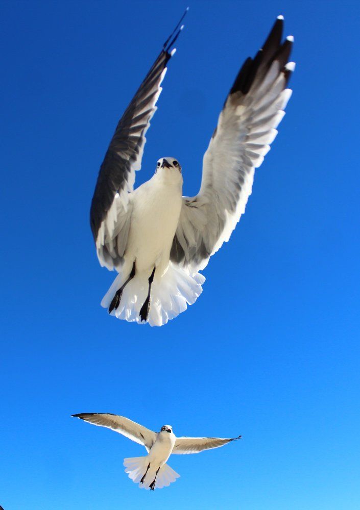 Ангелы рядом .