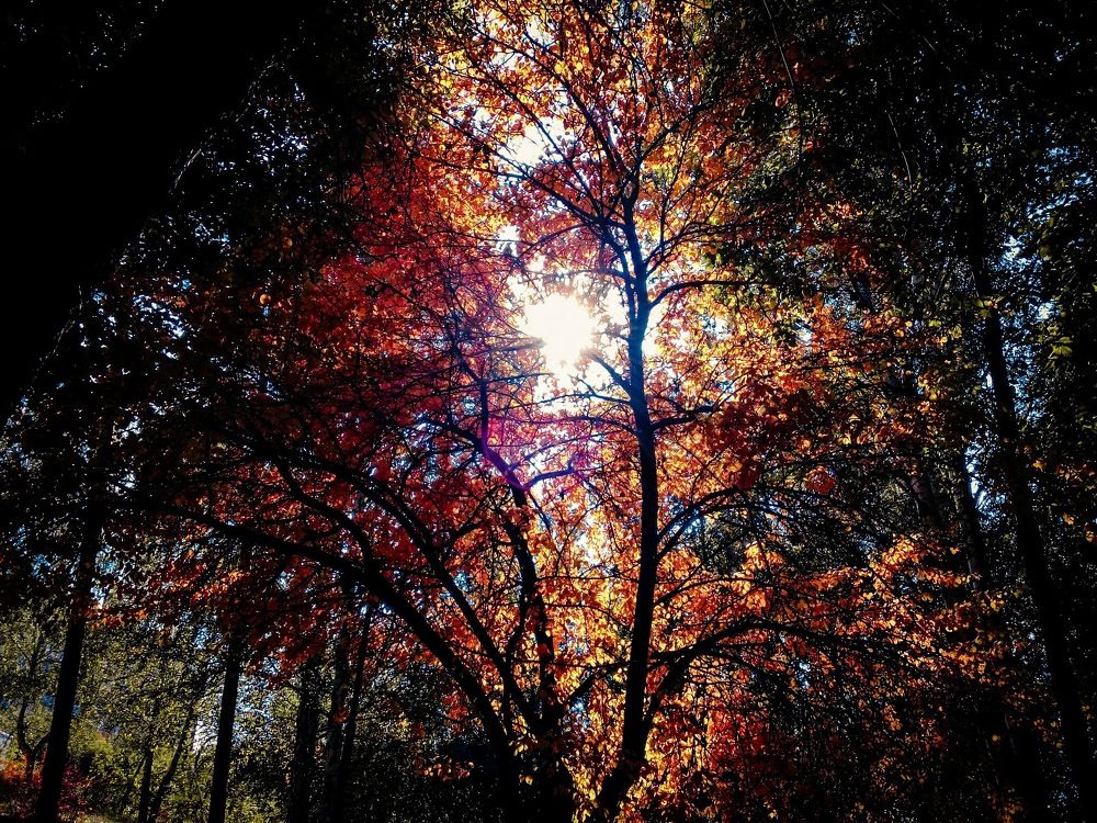 Золотая осень России